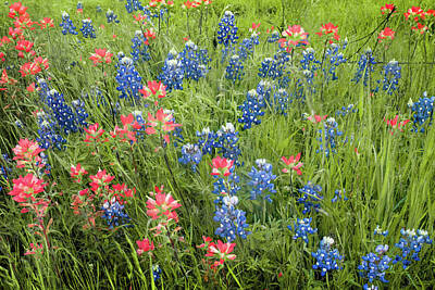Aretha Franklin - Texas Bluebonnets and Indian Paintbrushes in Spring Bloom by Gregory Ballos