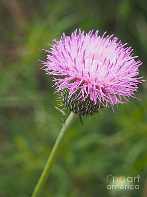 Ballerina Art - Texas Thistle in Color by Gary Richards