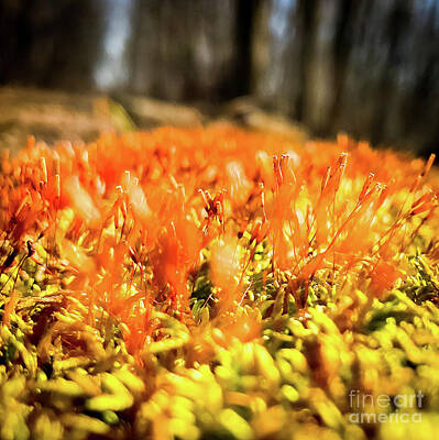 Pediatricians Office Rights Managed Images - Orange Moss 1 Royalty-Free Image by Atousa Raissyan