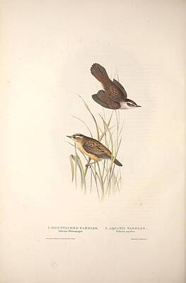 Birds Paintings - The birds of Europe, London,Printed by R. and J.E. Taylor, pub. by the author,1837 - 071 by Celestial Images