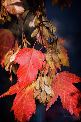 Stock Photography - The Certainty of Autumn by Mick Anderson