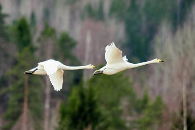 Jouko Lehto Royalty-Free and Rights-Managed Images - The couple and the future. Whooper swan by Jouko Lehto