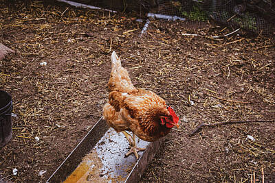 Underwood Archives Royalty Free Images - The Hen in the Pen Royalty-Free Image by Susan Sligh