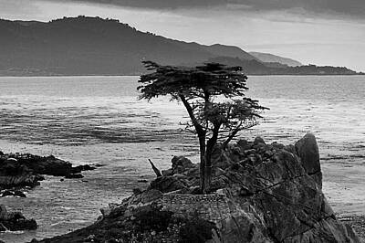Cabin Signs Royalty Free Images - The Lone Cypress Mono Royalty-Free Image by John Hughes
