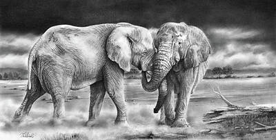 Animals Drawings - The Meeting by Peter Williams