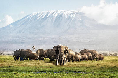 Animals Photo Royalty Free Images - The Elephant Patriarch of Amboseli Kenya Africa Royalty-Free Image by Good Focused