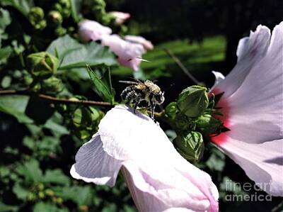 Prescription Medicine - The Pollen Dance By Mr. Bee by Debra Lynch