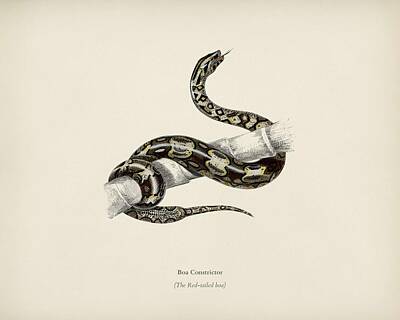 Reptiles Royalty Free Images - The Red tailed boa  Boa Constrictor illustrated by Charles Dessalines D Orbigny  1806 1876  Royalty-Free Image by Celestial Images