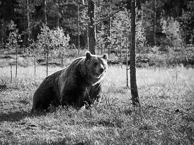 Jouko Lehto Photos - The rising. Brown Bear in bw by Jouko Lehto