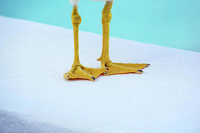 Jonny Jelinek Royalty-Free and Rights-Managed Images - The Seagulls Feet - Minimalism by Jonny Jelinek