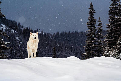Animals Photo Rights Managed Images - The Wolf Royalty-Free Image by Evgeni Dinev
