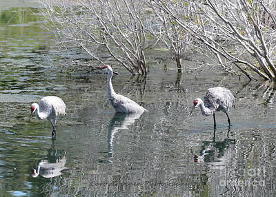 Birds Royalty Free Images - Three Sandhills through the Pond Royalty-Free Image by Carol Groenen