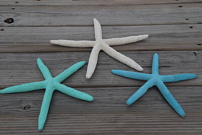 National Geographic - Three Skinny Starfish On Wood by Cathy Lindsey