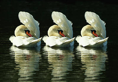 Classic Typewriters - Three Swans Preening by Jeff Townsend