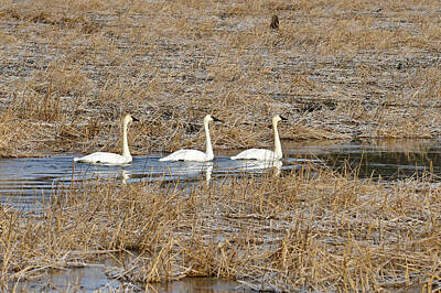 Design Turnpike Books Royalty Free Images - Three Trumpetor Swans 0629 Royalty-Free Image by Michael Peychich