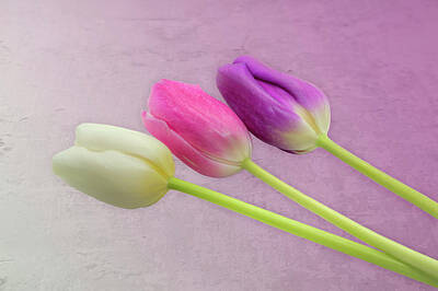 Whimsical Flowers Royalty Free Images - Three Tulips  0947 Royalty-Free Image by Kristina Rinell