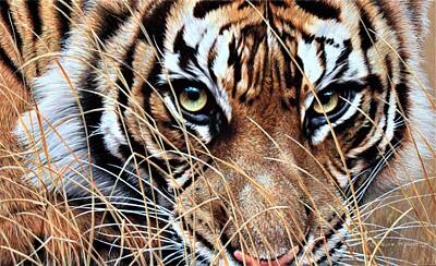 Animals Royalty-Free and Rights-Managed Images - Tiger Eyes by Alan M Hunt by Alan M Hunt