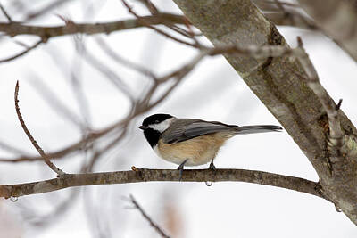 Its A Piece Of Cake - Tranquil Winter Chickadee by Betsy Knapp