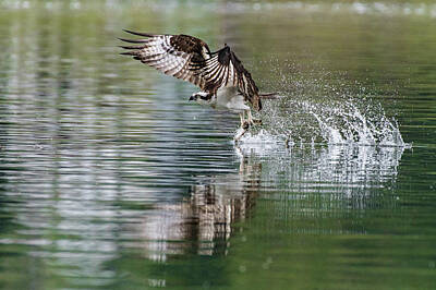 Giuseppe Cristiano Royalty Free Images - Osprey Catch Reflection Royalty-Free Image by Joy McAdams