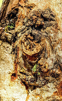 Joe Hamilton Nfl Football Wood Art - Tree bark by AE collections