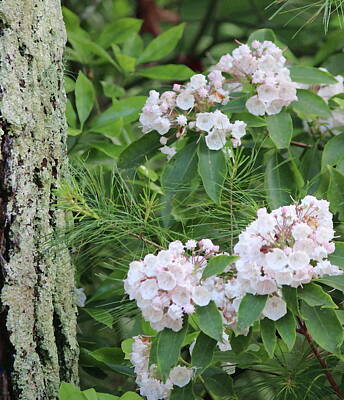 Conde Nast Fashion Royalty Free Images - Tree Bark and Mountain Laurel Royalty-Free Image by Cathy Lindsey