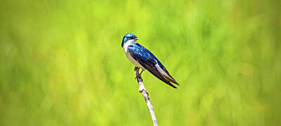 Ira Marcus Royalty-Free and Rights-Managed Images - Tree Swallow by Ira Marcus