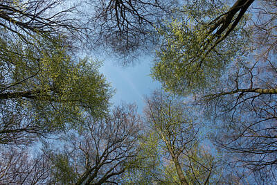 Little Mosters Rights Managed Images - Tree tops in Spring... Beech trees Royalty-Free Image by Ralf Kistowski