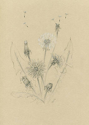Floral Drawings - Tribute to dandelions by Karen Kaspar
