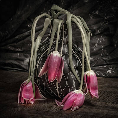 Funny Kitchen Art Royalty Free Images - Tulips Sag BW plus Royalty-Free Image by Mike Penney