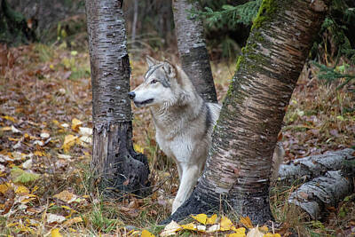 Animals Photo Royalty Free Images - Tundra Wolf in the Birch Trees Royalty-Free Image by Teresa Wilson