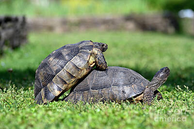 Reptiles Photos - Turtles mating by George Atsametakis