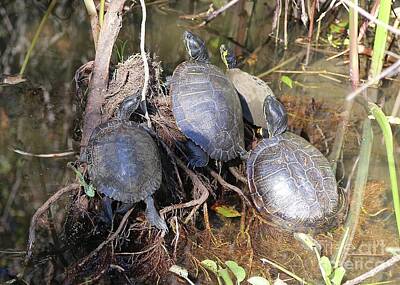 Reptiles Photos - Turtles Sunning in the Swamp by Carol Groenen