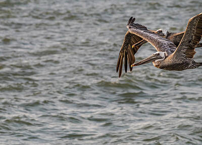 Easter Bunny - Two Brown Pelicans Flying by Gail Salter