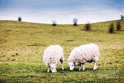 Mammals Photos - Two sheep on green meadow eating grass by Michal Bednarek