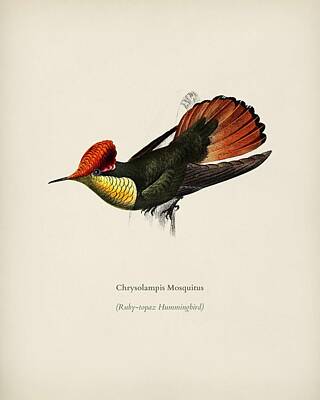 Botanical Farmhouse - ufted Coquette  Lophornis Ornatus illustrated by Charles Dessalines D Orbigny  1806 1876  by Celestial Images