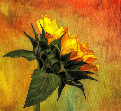 Sunflowers Photos - Velvet Gold by Judy Vincent
