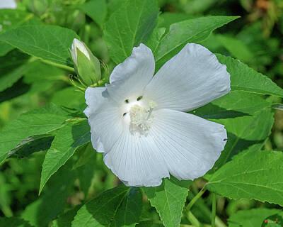 Cubism Food Art - Very Rare almost All-white Crimson-eyed Rosemallow DFL0995 by Gerry Gantt