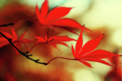 Maps Rights Managed Images - Vibrant Glimpses of Autumn. Acer Palmatum Sumi Nagashi 9 Royalty-Free Image by Jenny Rainbow