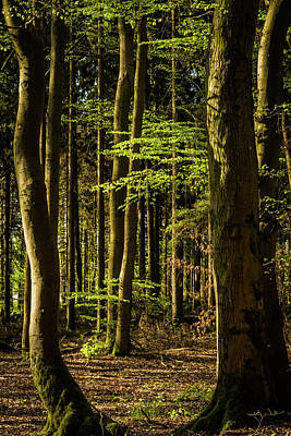 Caravaggio Royalty Free Images - View into the Spring Forest Royalty-Free Image by Oliver Kluwe