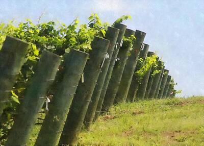 Global Design Abstract And Impressionist Watercolor - Vineyard Posts And Vines by Cathy Lindsey