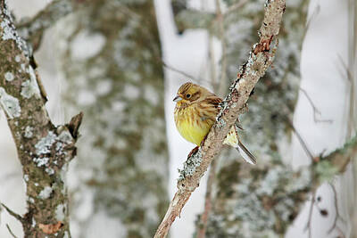 Road Trip - Waiting for the spring. Yellowhammer by Jouko Lehto