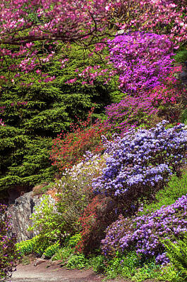 Aromatherapy Oils - Walk in Spring Eden. Alpine Blooms by Jenny Rainbow