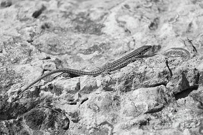 Reptiles Photo Royalty Free Images - Wall Lizard 2 bw Ibiza Royalty-Free Image by Eddie Barron