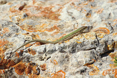 Reptiles Royalty Free Images - Wall Lizard 2 Ibiza Royalty-Free Image by Eddie Barron