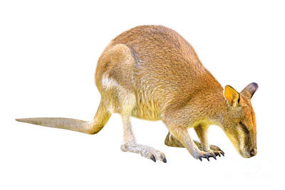 Cityscape Gregory Ballos - Wallaby on white background by Benny Marty