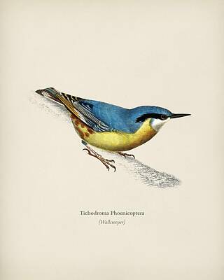 Typographic World Royalty Free Images - Wallcreeper  Tichodroma Phoenicoptera  illustrated by Charles Dessalines D Orbigny  1806 1876  2  Royalty-Free Image by Celestial Images