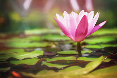 Lilies Rights Managed Images - Water Lily  Royalty-Free Image by Carol Japp