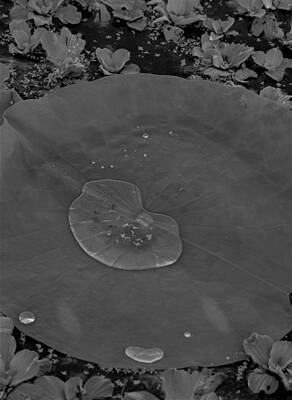 Black And White Rock And Roll Photographs - Water Lily Leaf  with Water Drops by Warren Thompson