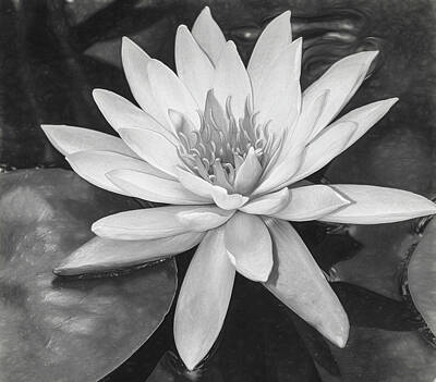 Lilies Rights Managed Images - Water Lily Monochrome Royalty-Free Image by Teresa Wilson