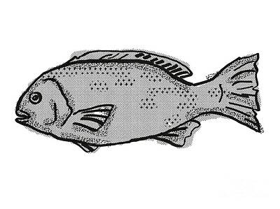 Autumn Pies - Western Rock Blackfish Australian Fish Cartoon Retro Drawing by Aloysius Patrimonio